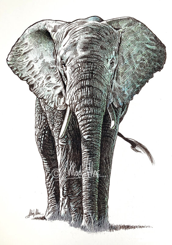 Ink pen and ballpoint pen: elephant